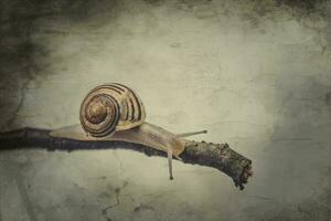 little beige snail with a shell climbing on a stick on a light cream background photo