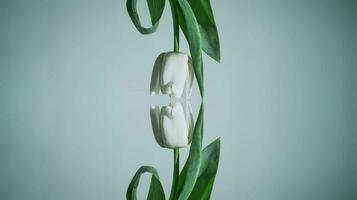 white spring tulip flower with green leaves on dark background photo