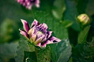 original púrpura flores ellos dio creciente en un verano día en un jardín entre verde hojas foto