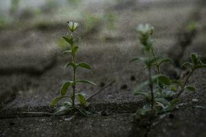 a tiny delicate white flower fighting for a place to live among concrete pavement sidewalks in the spring photo