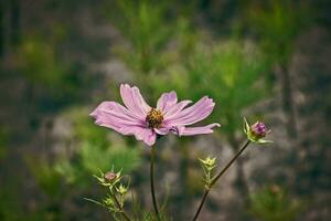 little summer flowers growing in the garden among green foliage background on a warm day photo