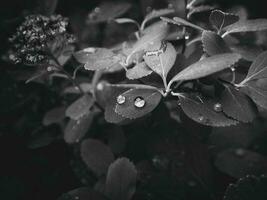 hermosa verano planta con gotas de lluvia en el hojas monocromo foto