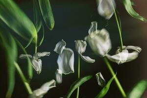 blanco primavera tulipán flor con verde hojas en oscuro antecedentes foto