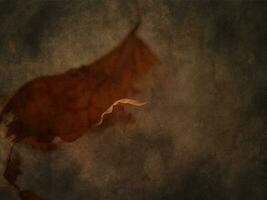 original marrón otoño arce hoja en un interesante antecedentes foto