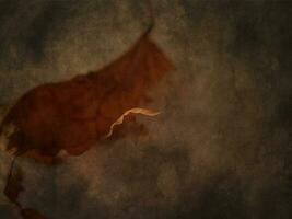 original brown autumn maple leaf on an interesting background photo