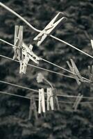 beautiful delicate flower milk pinned to paper clips on a rope to dry underwear photo