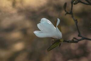 delicate large bright magnolia flowers on a spring tree in the warm sunshine photo