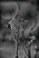 spider web on a spring branch against a green background outdoors, in close-up photo