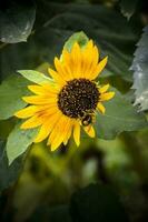 delicate sunflower flower with yellow petals and a bee photo