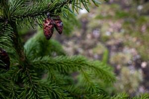 green background with conifer branches outside in the park photo