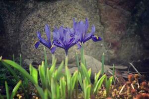 primavera azul flores creciente en el jardín entre verde hojas foto