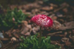 little pink-white daisy growing in a warm spring garden in close-up photo