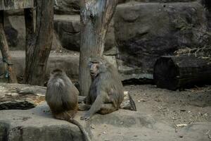 monkey animals at the zoo on a warm summer day outside photo