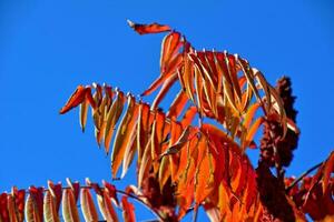 red leaves forming an interesting and original autumn background on a sunny day photo