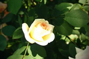 rose flower head on the bush among green leaves in summer sunny garden photo