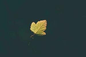 amarillo hoja en un oscuro antecedentes en un calentar otoño día en el parque foto