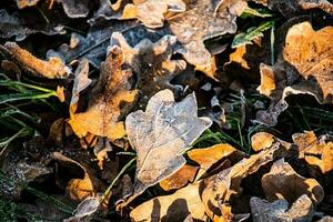 autumn background on a frosty winter day, with frost on oak leaves lit by the sun photo