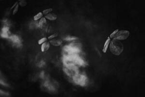 delicate forgotten brown flowers in a dark autumn garden photo