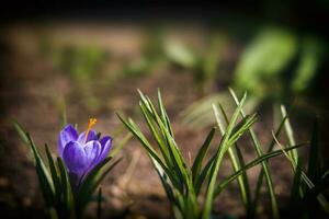 beautiful delicate crocus flower growing in the spring garden photo