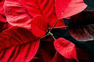 delicate red Christmas star on a black background in close-up photo