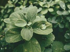 verano planta con gotas de lluvia en verde hojas foto