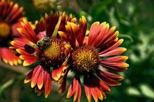 summer, red flowers in the garden against a background of green leaves on a warm day, photo