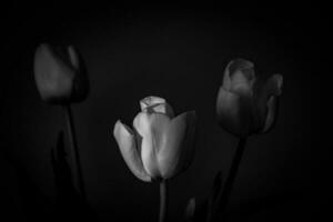 blanco primavera tulipán flor con verde hojas en oscuro antecedentes foto