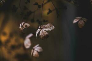 delicate forgotten brown flowers in a dark autumn garden photo