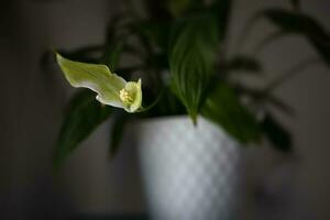 ome flower in a white pot cleansing the air on the shelf in close-up photo