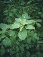 summer plant with raindrops on green leaves photo