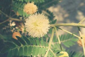 interesting original plant in a natural environment among green leaves on a warm summer day, photo