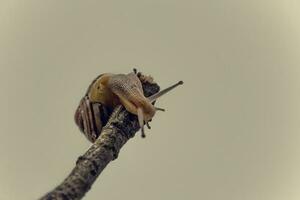 little beige snail with a shell climbing on a stick on a light cream background photo