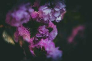 purple, flower, bush, summer, evening, warm sun photo