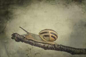 little beige snail with a shell climbing on a stick on a light cream background photo