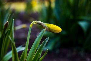 delicate charming yellow daffodils growing in the garden in the morning spring sunshine photo