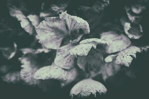 dry last year's hydrangea growing in the spring garden among green leaves photo