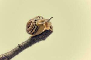 little beige snail with a shell climbing on a stick on a light cream background photo