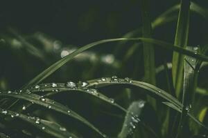 background with fresh drops of summer rain shining in the sun on a grassy field photo