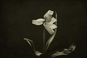 white spring tulip flower with green leaves on dark background photo