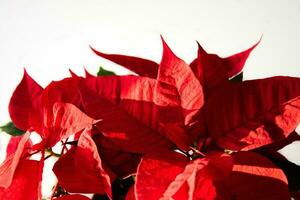 a  spurge with red leaves on a white background before Christmas photo