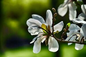 delicate magnolia flowers on a tree branch in a sunny spring garden photo