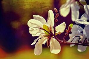 delicate magnolia flowers on a tree branch in a sunny spring garden photo