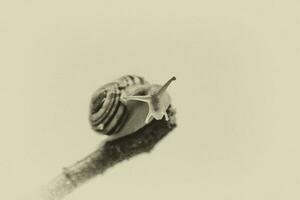 little beige snail with a shell climbing on a stick on a light cream background photo