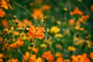 orange flowers in the summer green garden on a sunny day photo