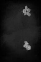 delicado pequeño primavera blanco manzana florecer en un negro antecedentes foto
