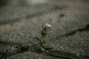 a tiny delicate white flower fighting for a place to live among concrete pavement sidewalks in the spring photo