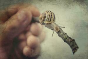 delicate animal snail held in the boy's hand photo