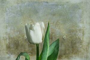 white spring tulip flower with green leaves on dark background photo