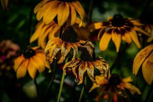 yellow flowers in the garden in the warm summer sun, photo