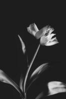 white spring tulip flower with green leaves on dark background photo